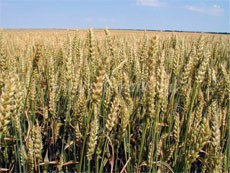 ГМО пшеница